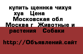 купить щеннка чихуя хуа › Цена ­ 8 000 - Московская обл., Москва г. Животные и растения » Собаки   